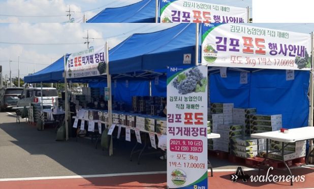 김포 포도 직거래 행사