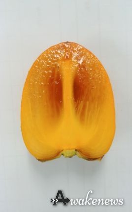 연화 후 과육 모습