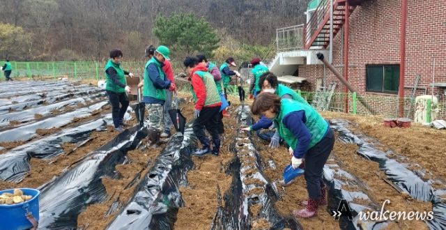 양평군 개군면새마을회, 이웃사랑 위한 감자심기 행사 열어