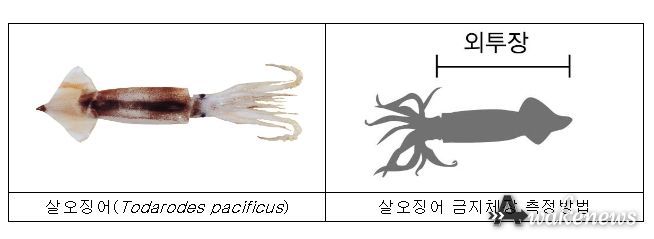 살오징어