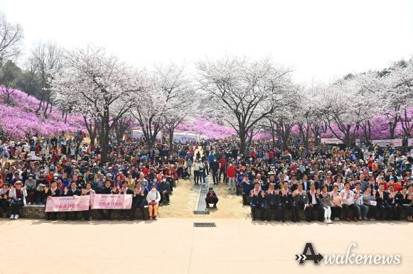 부천 원미산 진달래 축제는 지난 1~2일 6만 여명이 방문하며 성황리에 개최됐다