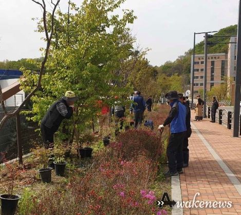 일직동 양지마을 운영위원회는 지난 14일 수변공원 인근 절개지에 10여 명의 위원과 함께 남천나무 100여 그루를심었다.