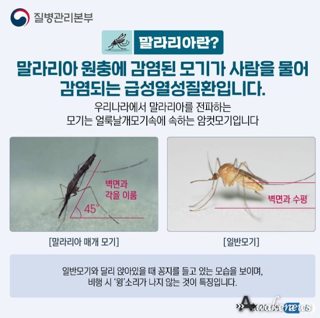 고양시, 말라리아 매개모기 발견…감염 주의 당부