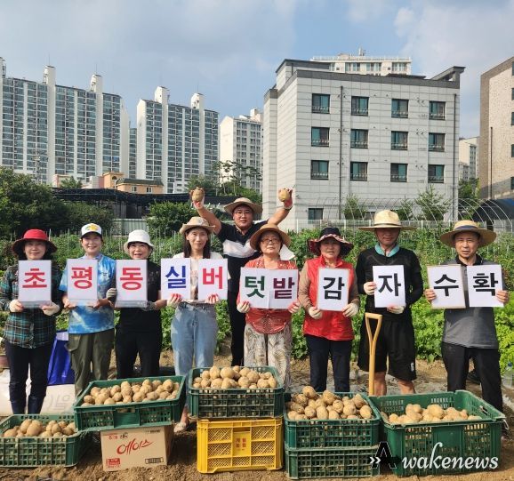 오산시 초평동 지역사회보장협의체, 누읍동 실버텃밭에서 '사랑의 감자 수확'