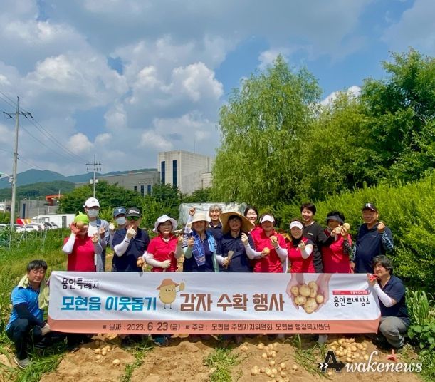 지난 22일 처인구 모현읍 주민자치위원회 위원들이 이웃 돕기 감자 수확 행사를 진행했다