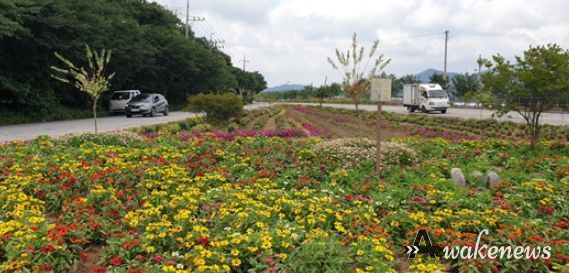 율면, 오고 가며 행복한 도로변 꽃길 조성