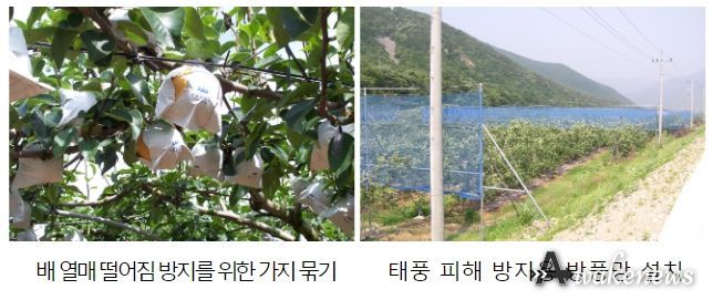 사과, 배 과수원 태풍 전 점검