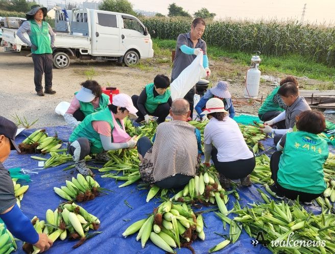 포천시 소흘읍 새마을남녀지도자회, 휴경지 경작사업 옥수수 수확