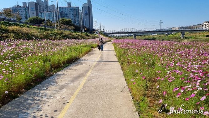 파주시 조리읍, 코스모스와 함께하는 가을맞이 준비