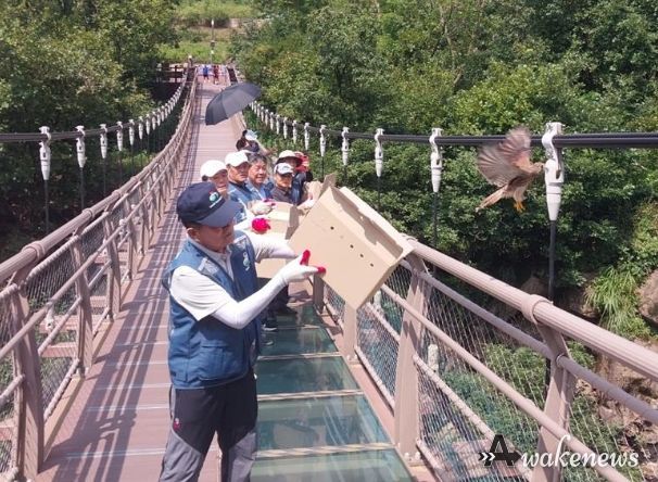 황조롱이방생