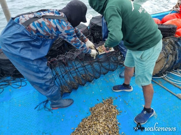 3배체 새끼굴 양성망 투입