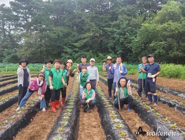 오산시, 중앙동 사랑의 김장용 배추 심기