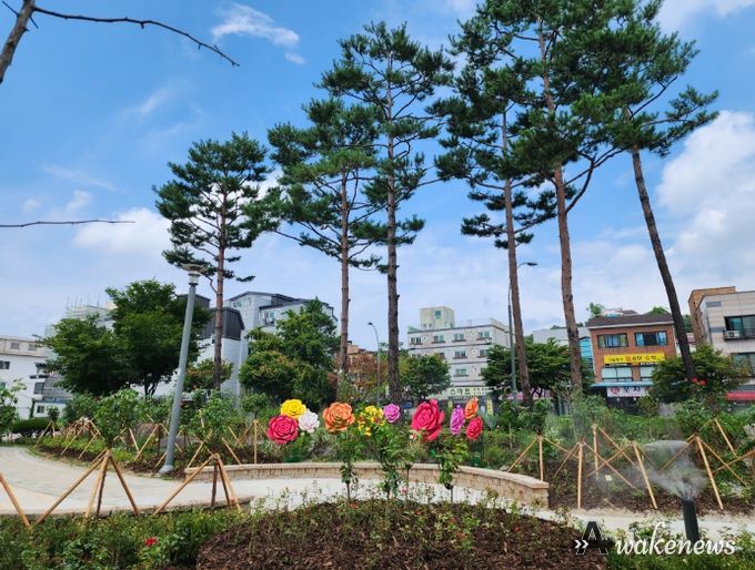 용인특례시가 처인구 역북소공원에 장미정원을 조성했다.