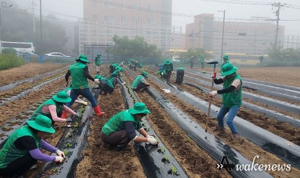 마장면 새마을 남녀지도자협의회 “사랑의 배추 모종심기 행사”실시