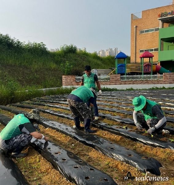 파주시 운정1동 새마을지도자협의회, 나눔 위해 배추·무 심기 행사