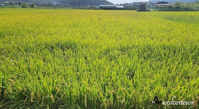 파주시, 2024년 경기미 생산적합체계 구축사업 신청 안내