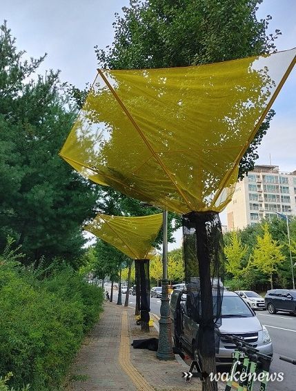 파주시, 가로수 은행열매 수거 장치 40곳으로 확대 운영