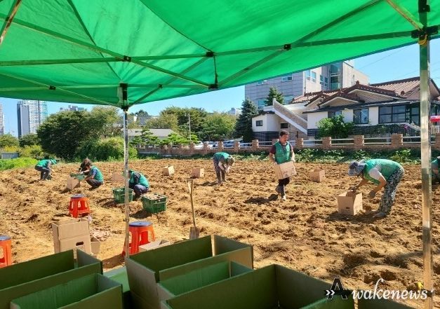파주시 운정1동 새마을지도자협의회,‘사랑의 고구마 수확’