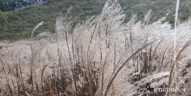 가을의 절경 포천에서 즐기는 '제26회 포천 산정호수 명성산 억새꽃 축제 개최'