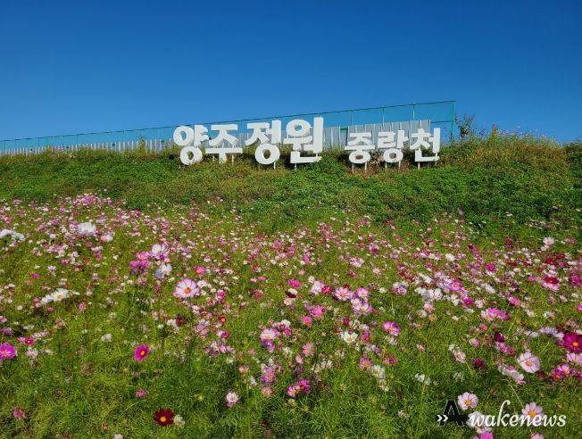 양주시, 코스모스와 천일홍이 활짝 핀 '꽃다운 양주길' 양주시에서 가을을 느껴요!