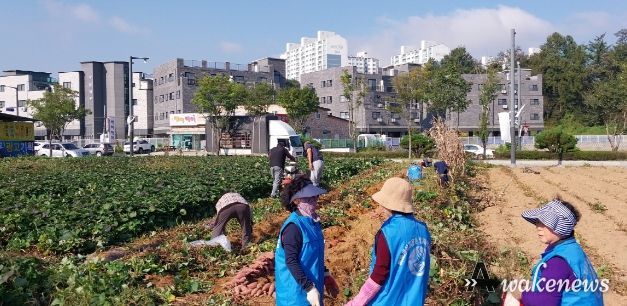 바르게살기운동 안성시 일죽면위원회, 사랑의 고구마 수확