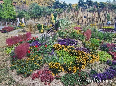부천시는 부천자연생태공원에서 오는 10월 31일까지 부천무릉도원수목원 입구 잔디광장 및 중앙광장에서 가을꽃 전시회를 진행한다.