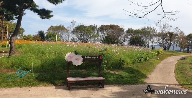 여주시 금은모래강변공원에 코스모스 활짝