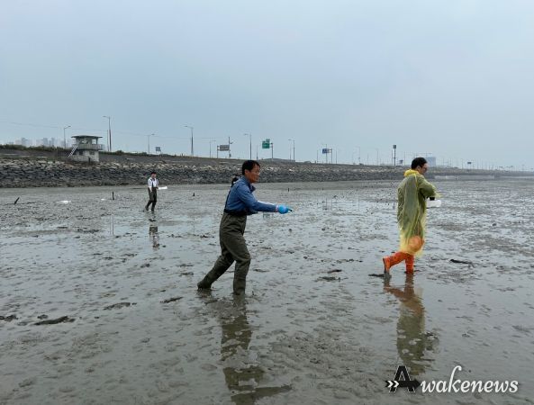 시흥시 오이도 연안에 바지락 종패 200만 마리 살포, 어촌 활력 기대