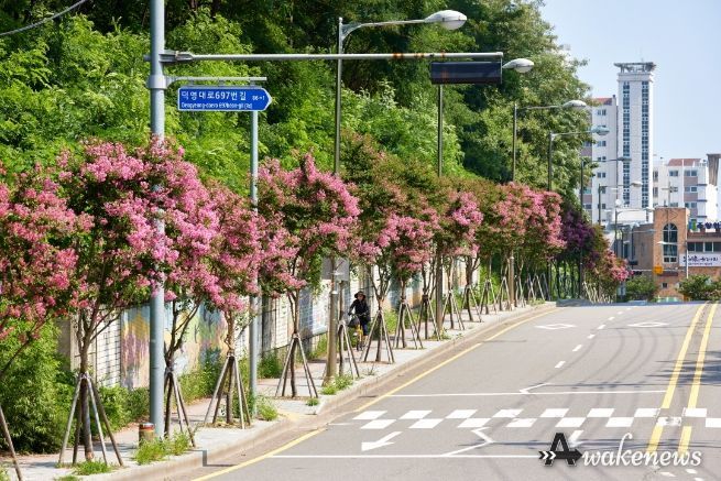 팔달구 동말로에 조성된 화양로 배롱나무