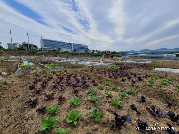 성남시청 건너편에 있는 성남시민농원 내 실버 텃밭