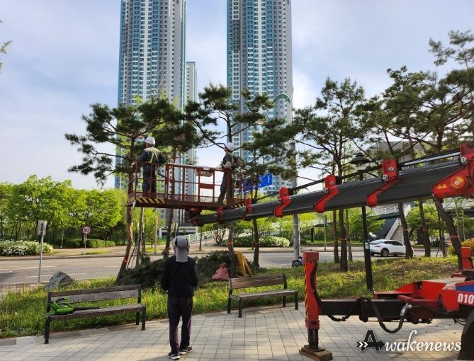 가지치기한 소나무