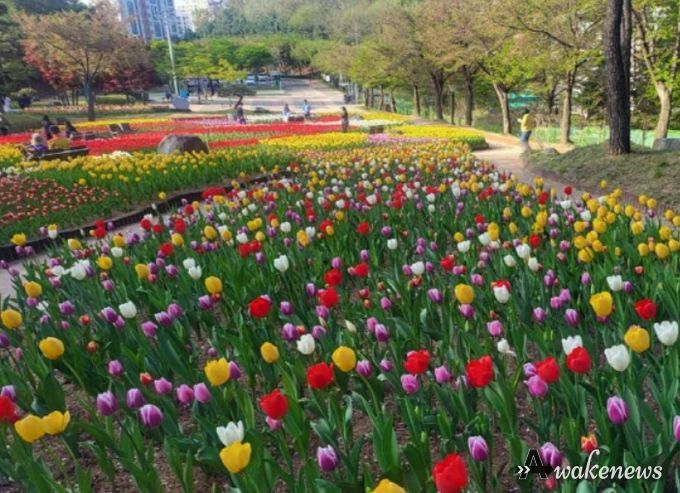 송산사지 근린공원 튤립