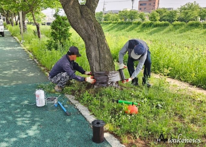 김포시 공원녹지과에서 계양천 산책로 병해충 방제작업을 실시하고 있다.