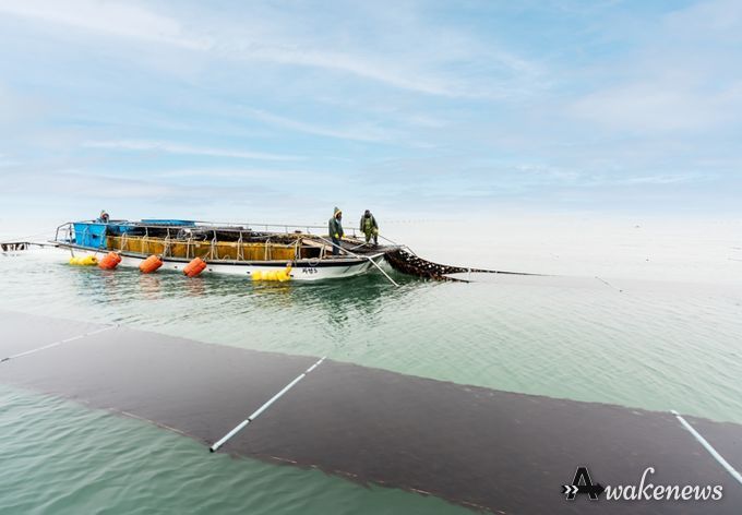 안산시 대부도 김 매출액 158억 원… 역대 최대실적 기록