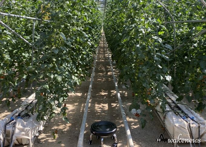 평택시 농업기술센터 실증포장 미생물 실증시험 성과