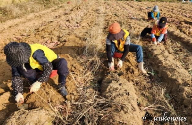 파주시 금촌2동 실버경찰대, 이웃사랑 고구마 수확