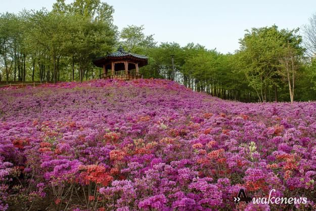 오난산전망공원 철쭉동산