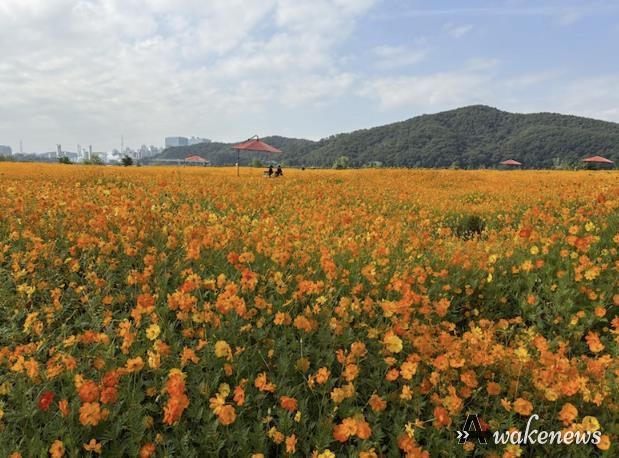 용인특례시는 기흥호수공원에 황화코스모스 경관단지를 조성했다