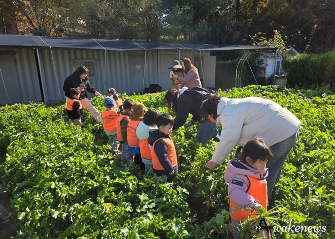 남양주시, 농업기술센터 그린학습원에서 어린이 대상 텃밭 무 수확 체험 진행