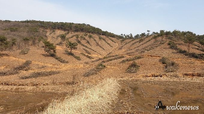 조림지 사진