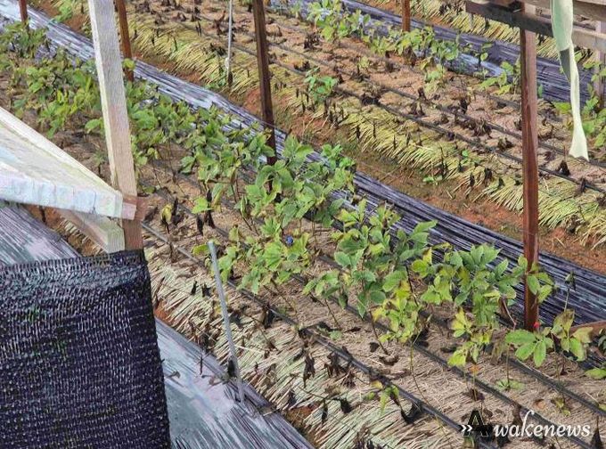 안성시, 농업시설 폭설·한파 사전대비 및 현장점검 실시