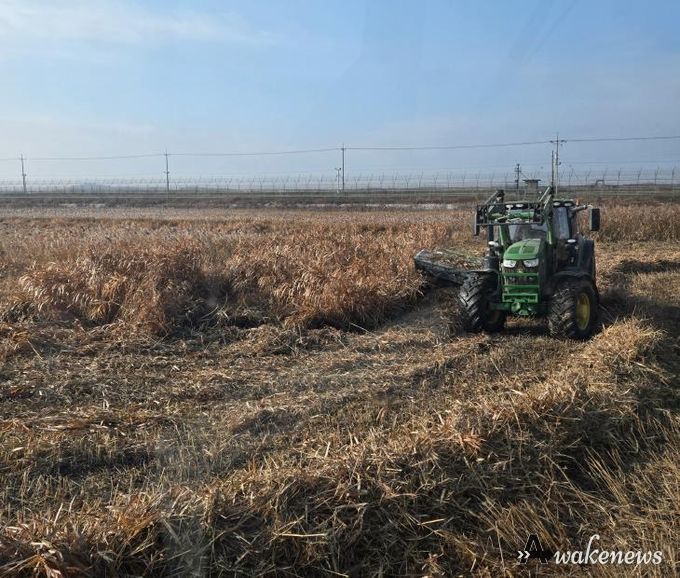 한강하구 자생 갈대 수거