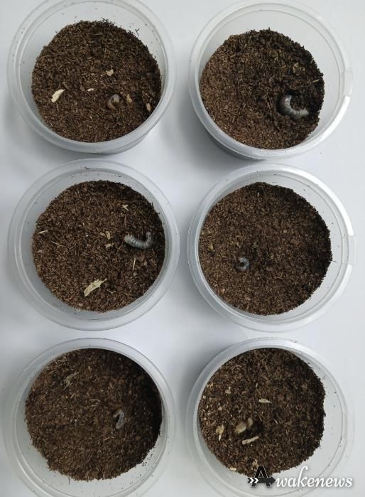 의왕 조류생태과학관, 멸종위기 두점박이사슴벌레 2세대 번식 성공