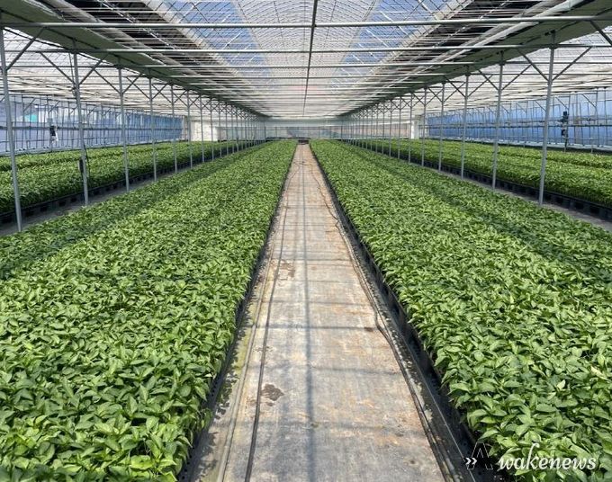 평택시, ‘2026년도 복합내병계 고추묘 보급 사업’ 신청 접수