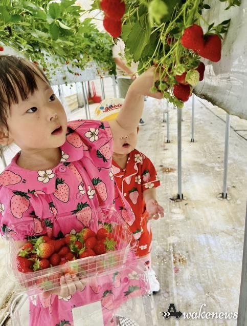 광주시, 올겨울 딸기 수확 체험 프로그램 운영