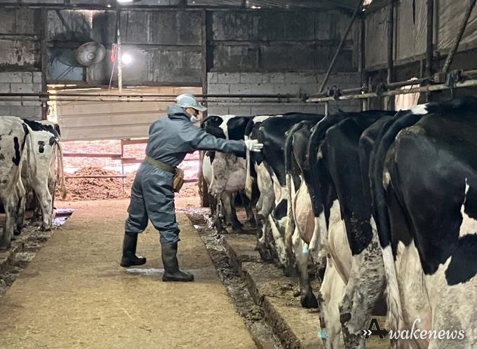 산업동물 공수의사 소 결핵병 공동검진 사진