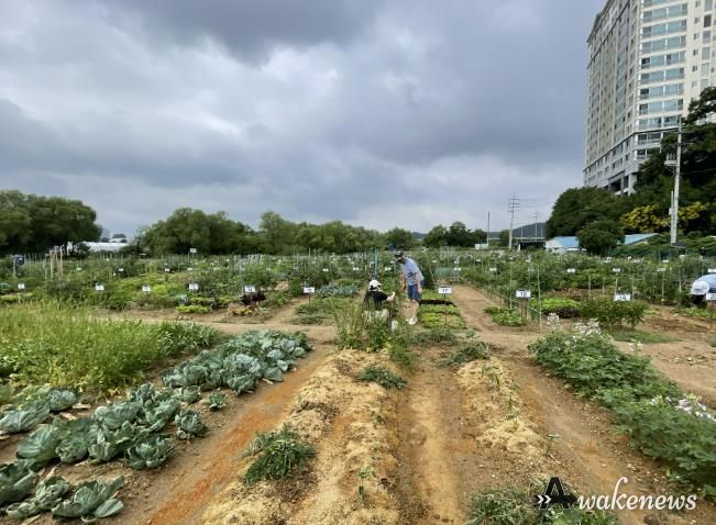 용인특례시는 오는 2월 3일부터 13일까지 용인시민농장에서 텃밭을 가꿀 도시농부 총 815팀을 모집한다