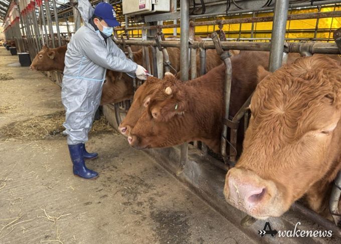 구제역 백신 접종