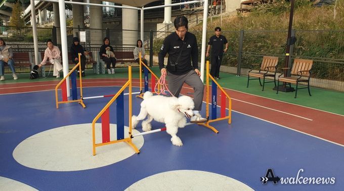 2025년 반려동물 문화교실에 참여한 반려견이 어질리티 교육을 받고있다