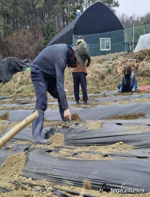 고양시 주교동, 감자로 마음 잇는 ‘감자 심기 행사’ 진행
